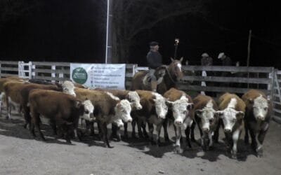 Montero & Fernández: Voluminosa oferta y buenos valores en el Campanero.