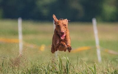 Los perros no son humanos.