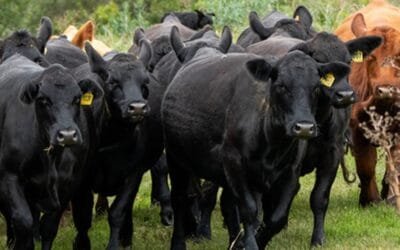 El martes y miércoles Plaza Rural venderá más de 10.100 vacunos.