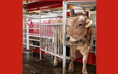 Factores que impulsan el crecimiento del mercado de robots de ordeñe.