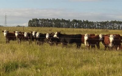 Con fluidez cerró Lote 21, colocó el 97% de la oferta.