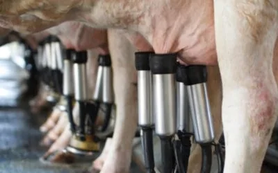 La leche en polvo bajó 2,2%.