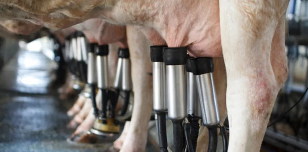 La leche en polvo bajó 2,2%.