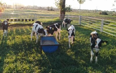 En Argentina implementan sistemas de crianza colectiva para mejorar el bienestar animal.