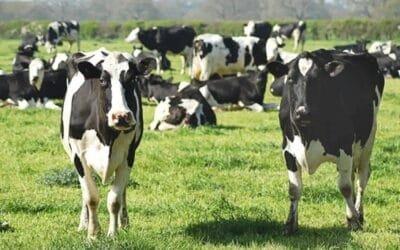 México fortalece sus tambos con más vacas y mejor genética.