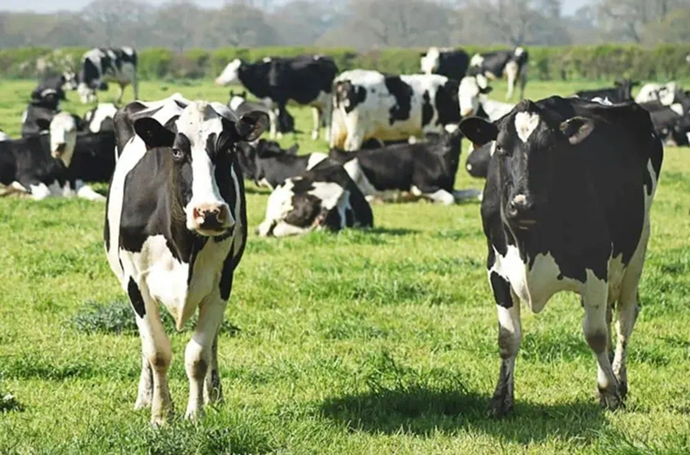 México fortalece sus tambos con más vacas y mejor genética.