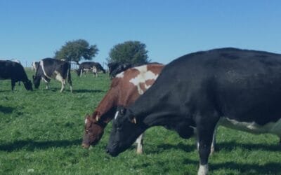 Inale publicó documento sobre la situación del sector en 2024 y las perspectivas para 2025.