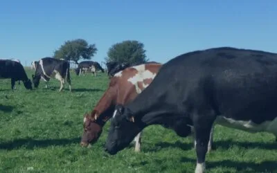 Inale publicó documento sobre la situación del sector en 2024 y las perspectivas para 2025.