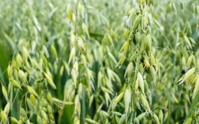 Científicos editan el ADN de la avena por primera vez. Se allana el camino para cultivos más saludables y resistentes al clima.