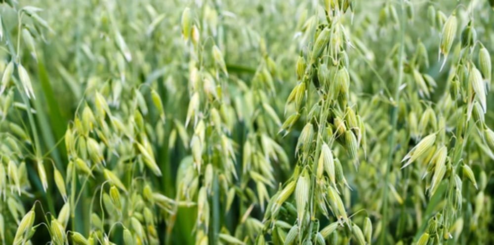 Científicos editan el ADN de la avena por primera vez. Se allana el camino para cultivos más saludables y resistentes al clima.