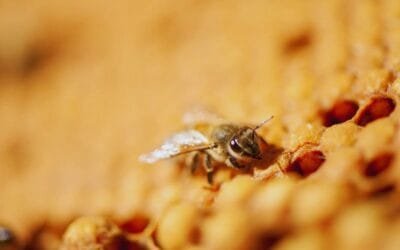 Caracterizan virus de las alas deformadas que afecta a las abejas.