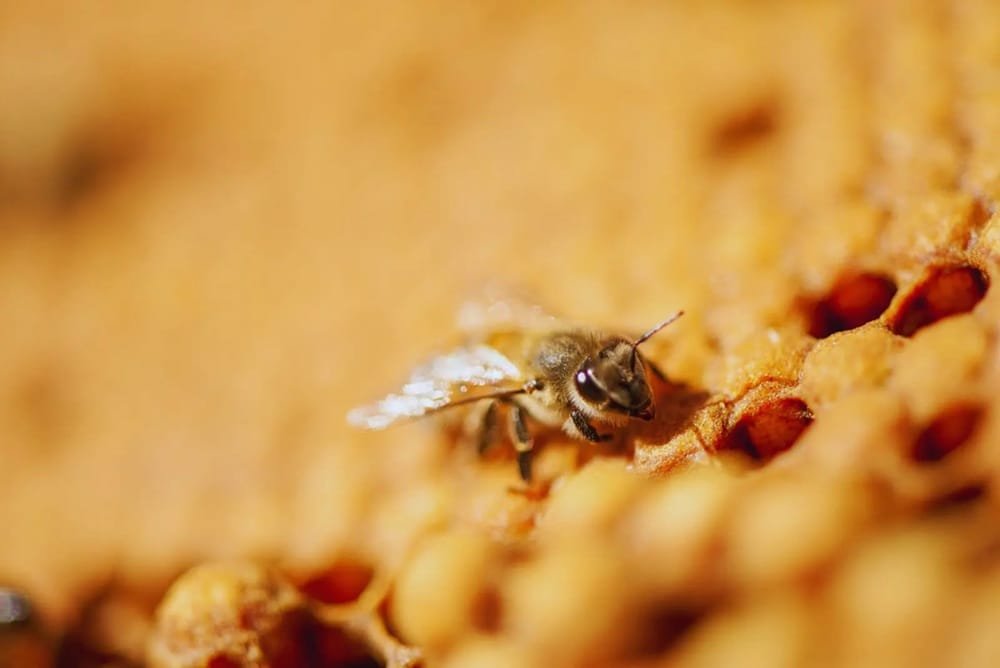 Caracterizan virus de las alas deformadas que afecta a las abejas.