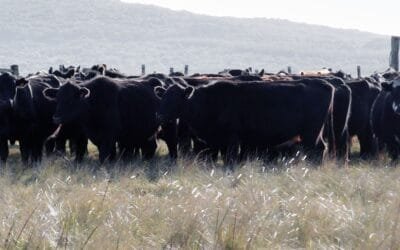 Uruguay puede producir más carne sin aumentar el stock.