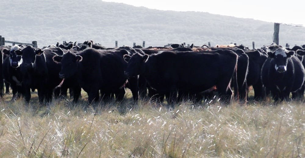Uruguay puede producir más carne sin aumentar el stock.