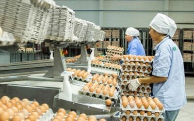 Singapur abre sus puertas a la exportación de huevos paraguayos.
