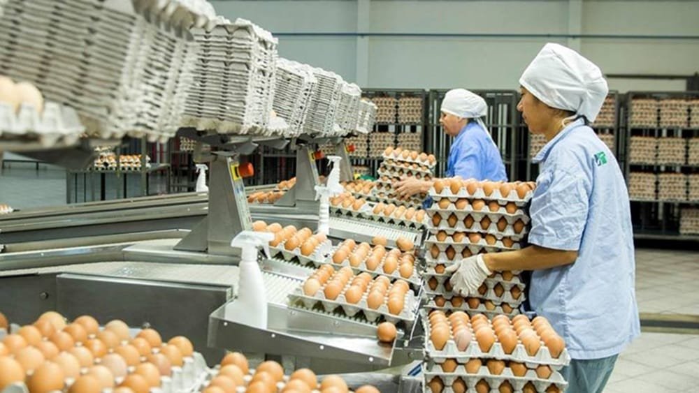 Singapur abre sus puertas a la exportación de huevos paraguayos.