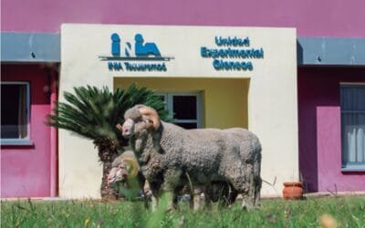 Innovación en lanas superfinas y ultrafinas en Uruguay: una década de logros e impactos del Crilu.