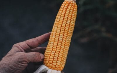 ADP lanzó su campaña de híbridos de maíz a un precio promocional.