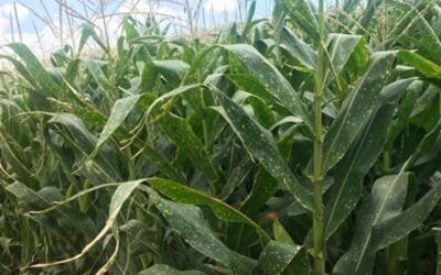 Brasil. Enfermedades foliares desafían la producción de maíz.