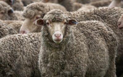 La suplementación es una herramienta oportuna, dijo el Dr. Orihuela.