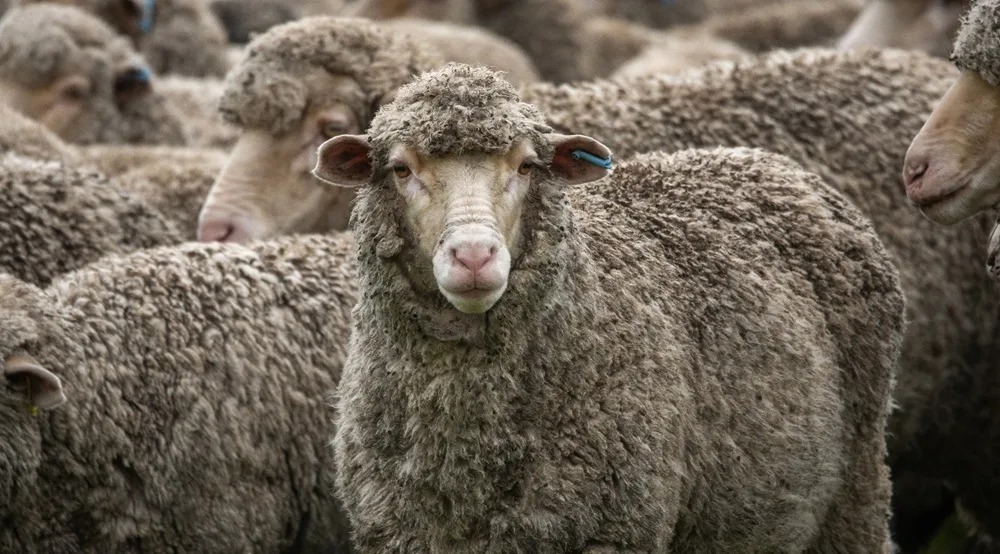 Reflexiones de la gira Merino Australiano.