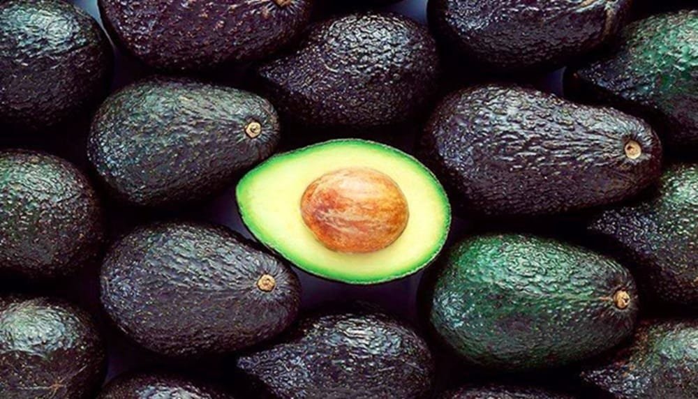 Los orígenes ancestrales de la palta contienen lecciones para un clima cambiante.