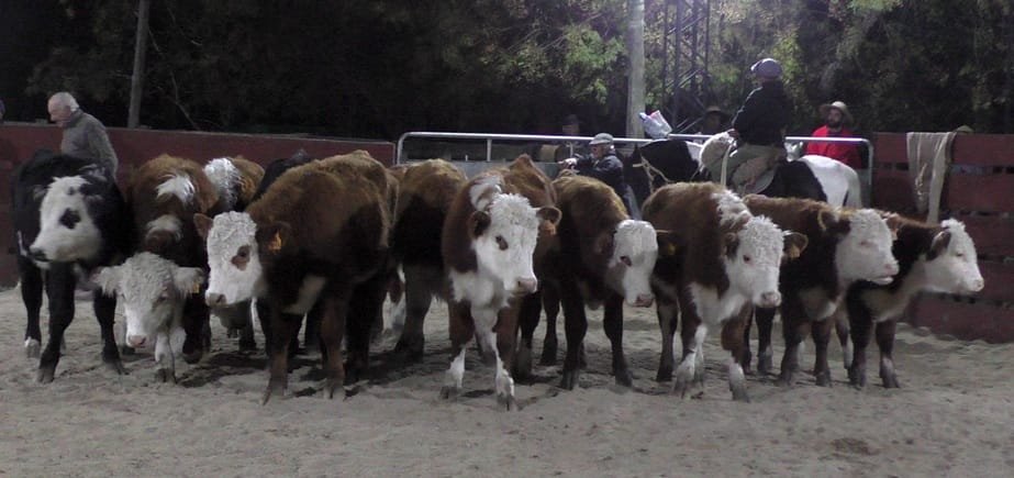Eduardo Umpierrez Negocios Rurales dispersó variada oferta en Cañada Bellaca.
