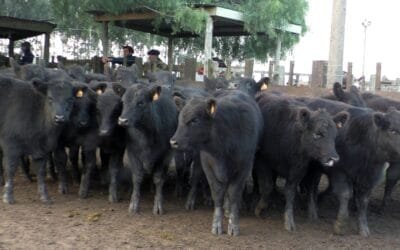 Cunietti & Cía.: firmeza y destacados valores en Cuchilla de Silvera.