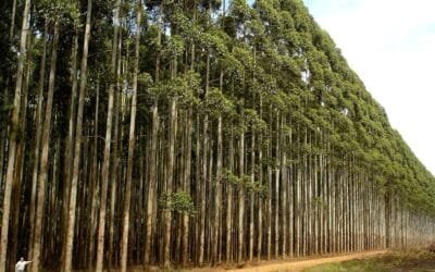 En Paraguay, compañía duplicará inversión foresta, hasta los US$ 700 millones.