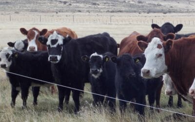 Construyendo la ganadería sostenible, trabajo publicado por el BID e IICA con la participación de Uruguay.