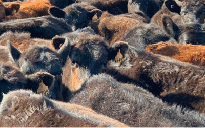 El remate 306 de Plaza Rural ofrecen 15.770 vacunos y 958 ovinos.