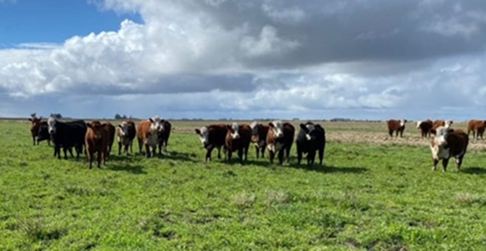 Parásitos. Mucha presencia de garrapata y bichera, con elevado nivel de control garrapata y alta incidencia de bichera.