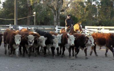 Leonardo Ruglio Bachino, en la pista del Campanero, siguió mostrando un mercado firme.