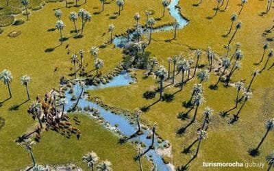 Rocha prohíbe el ingreso de palmeras.