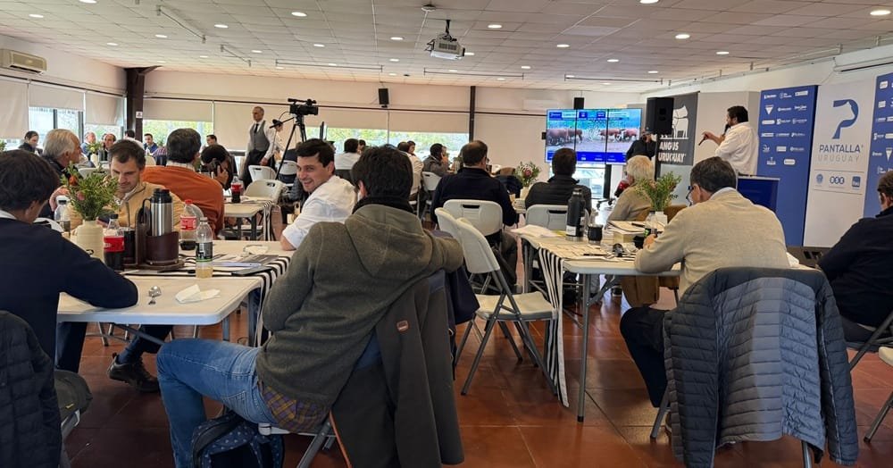 Mañana Pantalla Uruguay rematará más de 5.710 vacunos.