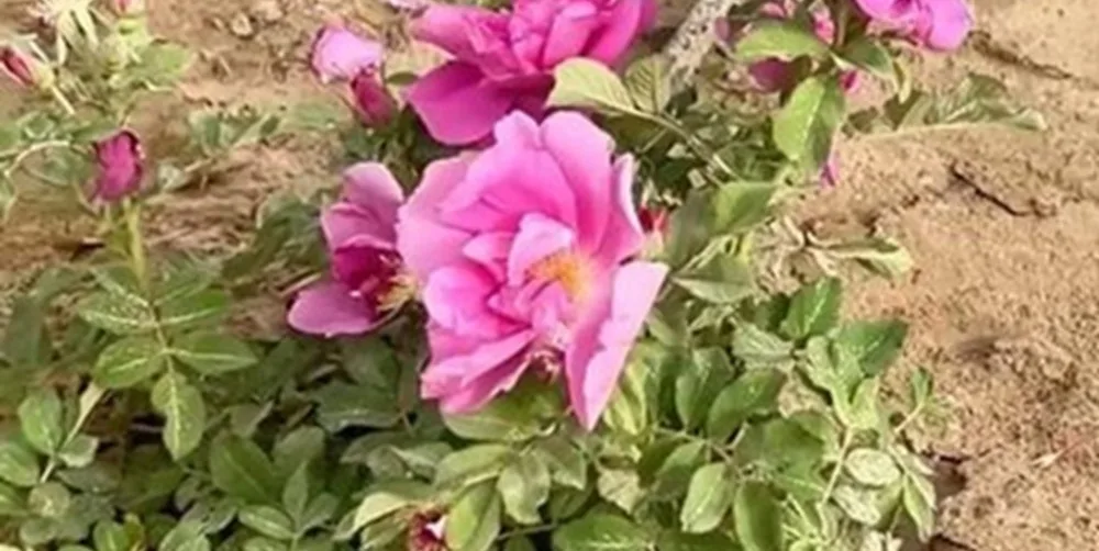 En China florecieron 100.000 rosas plantadas en el desierto más grande del país.
