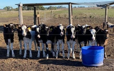 INIA: Diagnostico sobre sistemas de crianza lecheros y encuesta sobre guacheras.