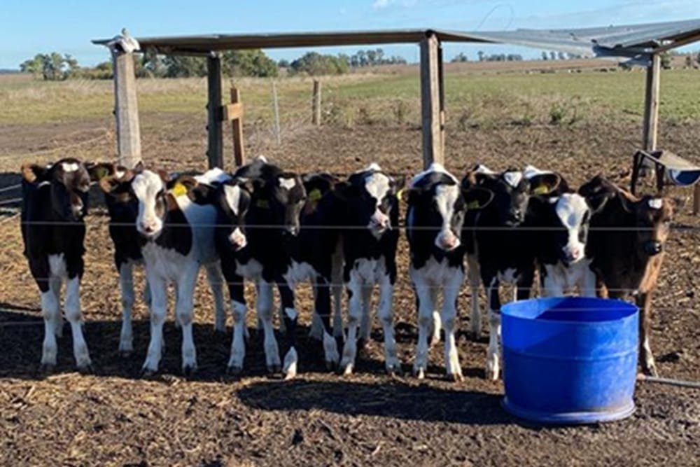 INIA: Diagnostico sobre sistemas de crianza lecheros y encuesta sobre guacheras.