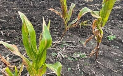 La Red de Monitoreo detectó presencia de chicharrita. Se requiere vigilancia activa.