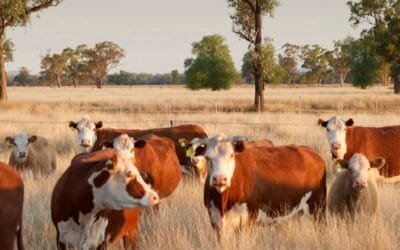 Hoy desde las 09.00 es el remate de Lote 21.