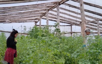 Coinnovación y transiciones agroecológicas en horticultura familiar: avances de la ejecución de los proyectos Innova Ecovida y Senda Agroecologica 2.