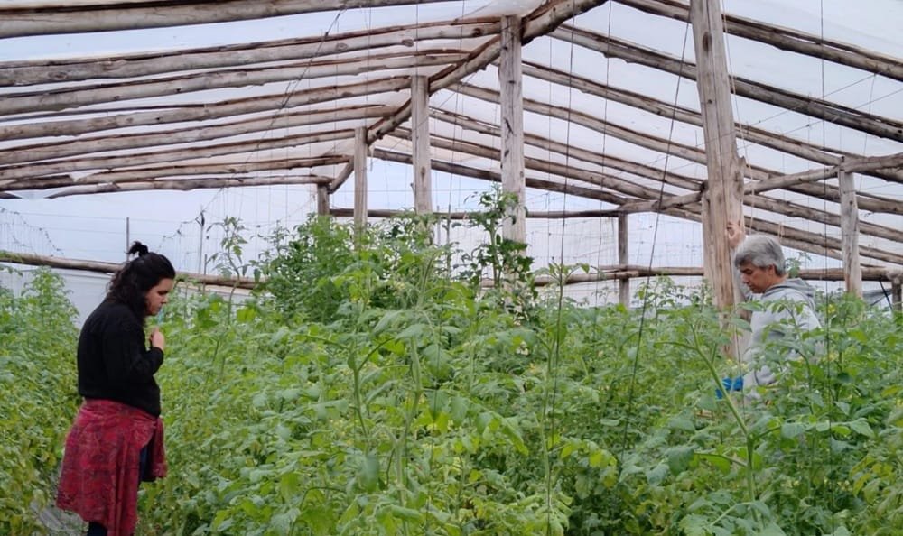Coinnovación y transiciones agroecológicas en horticultura familiar: avances de la ejecución de los proyectos Innova Ecovida y Senda Agroecologica 2.
