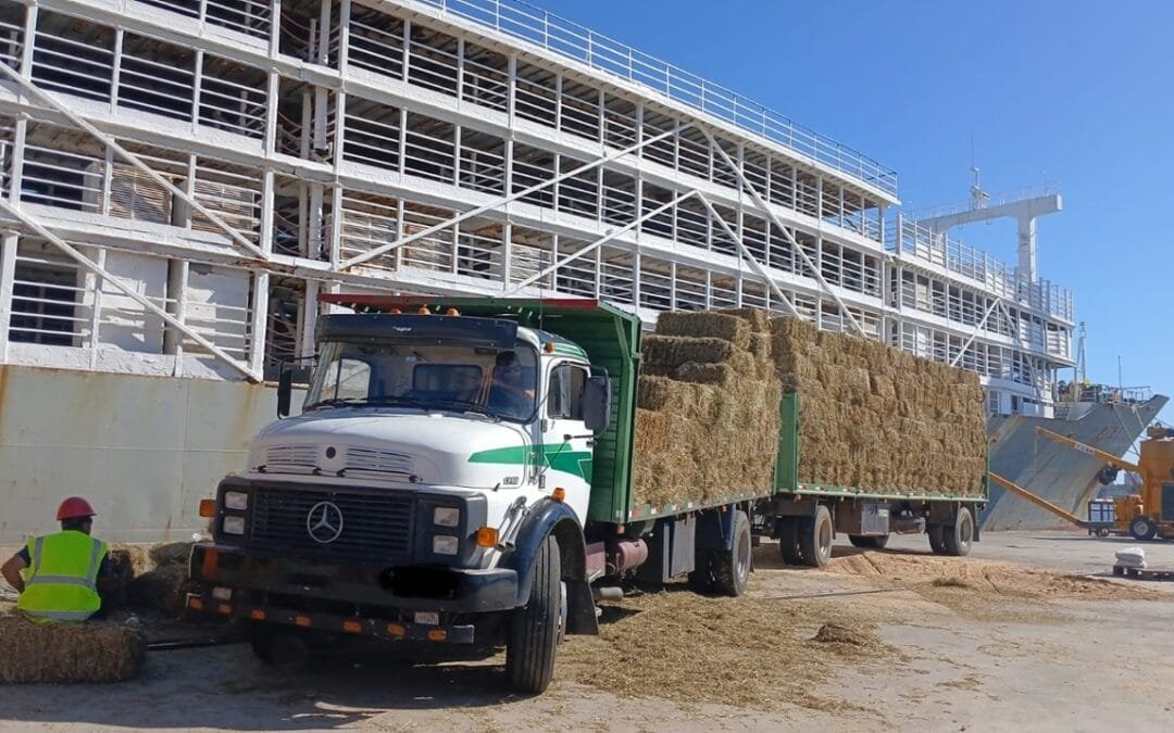 “Antifalacias respecto a exportación en pie”.