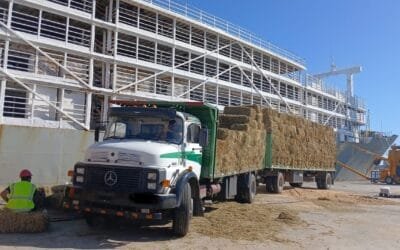 “Antifalacias respecto a exportación en pie”.