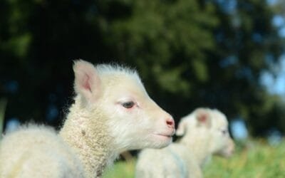 ¿Cómo prepararse para la parición ovina?