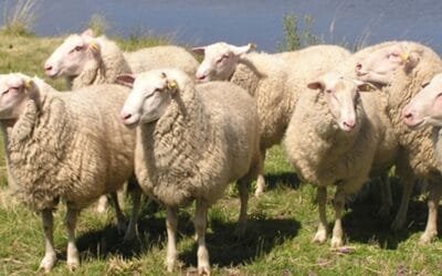 En diciembre será la cuarta Fiesta de la Frisona Milchschaf.