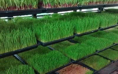 Hidroponia forrajera: “En una hectárea podés producir la misma cantidad de pasturas que en 200”.