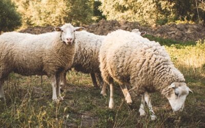 Una propuesta para pensar en el desarrollo de la producción ovina nacional. (Quinta parte).