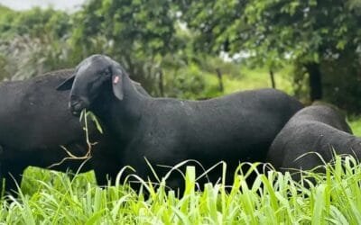 Santa Inés: “Una raza que suma a los rebaños donde esté”.