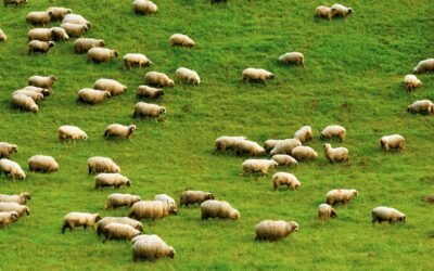 Una propuesta para pensar en el desarrollo de la producción ovina nacional. (Última entrega y documento completo).